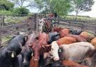 TRAS INSPECCIONAR 1200 HECTÁREAS, RECUPERARON CASI 30 VACAS SUSTRAÍDAS 