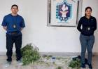 SECUESTRAN 36 PLANTINES DE MARIHUANA