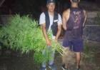 PRESIDENCIA DE ROCA: DESCUBREN 10 PLANTAS DE MARIHUANA EN UNA VIVIENDA