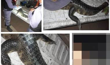 TRANSPORTABA LA PARTE TRASERA DE UNA YACARÉ Y SE LA SECUESTRARON