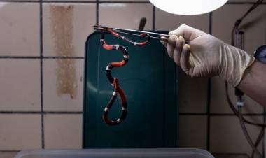 EL MÉTODO DEL MALBRÁN PARA ELABORAR ANTIOFÍDICO QUE SE DISTRIBUYE EN 17 PROVINCIAS