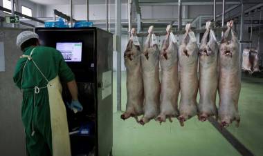 EL BIENESTAR ANIMAL JUSTIFICA LA PROHIBICIÓN DEL SACRIFICIO RELIGIOSO 