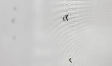 CUÁLES SON LAS PAUTAS DE PREVENCIÓN Y ACCIÓN FRENTE AL AUMENTO DE MOSQUITOS