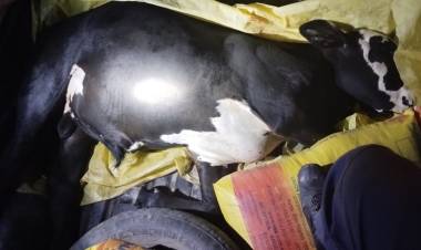 FUERON DETENIDOS TRAS EVADIR UN CONTROL POLICIAL: LLEVABAN UNA VACA FAENADA 