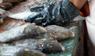 SE DERRUMBA LA VENTA DE PESCADO