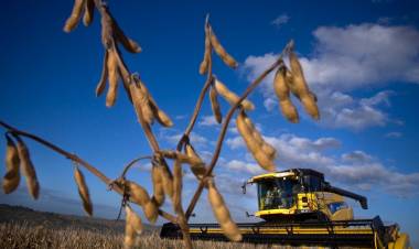 DUDAS SOBRE LA MAGNITUD DE LA COSECHA DE SOJA