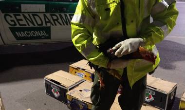 GENDARMERIASECUESTRASESENTAY SEIS GALLOS DE RIÑA