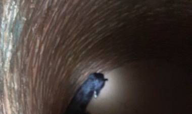 VILLA ÁNGELA: RESCATAN A UN PERRO QUE HABIA CAIDO EN UN POZO