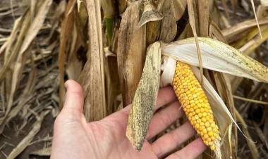 EL ESTADO, UN ACTOR CLAVE PARA PROTEGER LA COSECHA DE MAÍZ