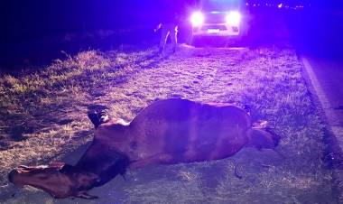 MACHAGAI: ACCIDENTE DE TRANSITO 