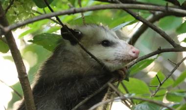EL VIRUS RESPONSABLE DE LA COVID-19 ESTÁ MUY EXTENDIDO EN LA VIDA SILVESTRE
