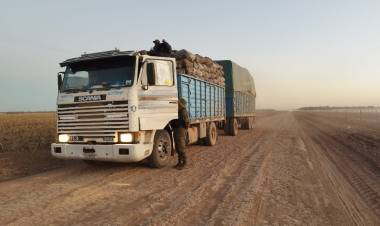 50 TONELADAS DE ROLLOS DE MADERA FUERON INCAUTADOS