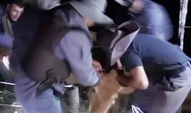 MACHAGAI: RECUPERAN UNA VAQUILLA ROBADA EN UN CAMPO RURAL