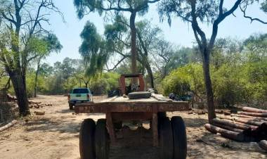 ILEGALMENTE CORTADOS: MILLONARIO RECUPERO DE POSTES, POR PARTE DE LA DIRECCIÓN DE BOSQUES