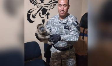 DEMORAN A DOS JÓVENES POR ROBO Y TENENCIA DE UN MONO COMO MASCOTA