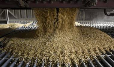 SE REDUCE LA COSECHA ESPERADA DE SOJA