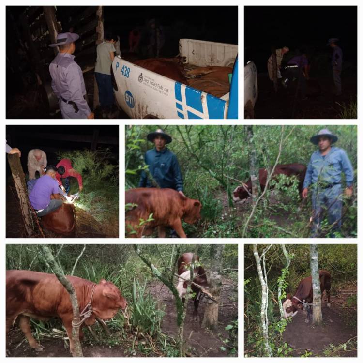 RECUPERAN TRES ANIMALES VACUNOS EN COLONIA URIBURU 