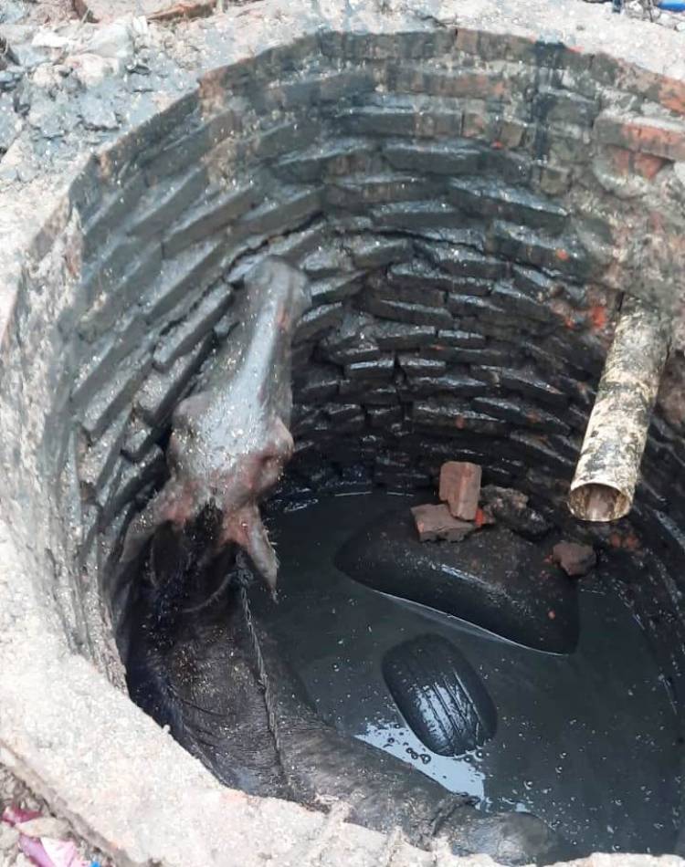 VILLA ÁNGELA: BOMBEROS RESCATARON A UN CABALLO QUE CAYÓ EN UN POZO