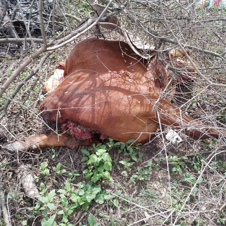 VILLA ÁNGELA: APREHENDIERON A UN HOMBRE E INCAUTARON PARTE DE UN ANIMAL VACUNO