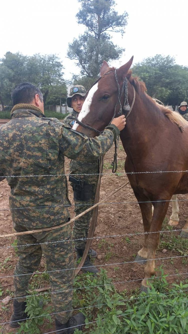 SECUESTRAN DOS EQUINOS QUE SE ENCONTRABAN SUELTOS EN LA VIA PUBLICA