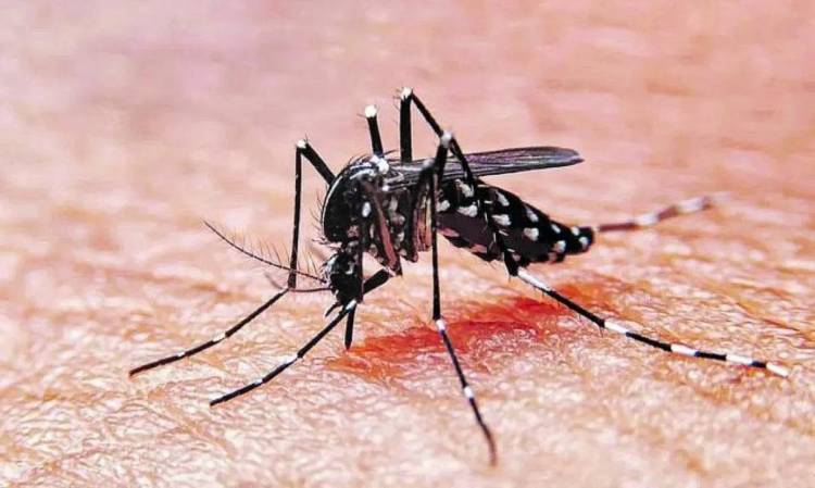 CÓMO EVITAR QUE EL MOSQUITO DEL DENGUE SE REPRODUZCA EN CASA Y TRANSMITA LA ENFERMEDAD