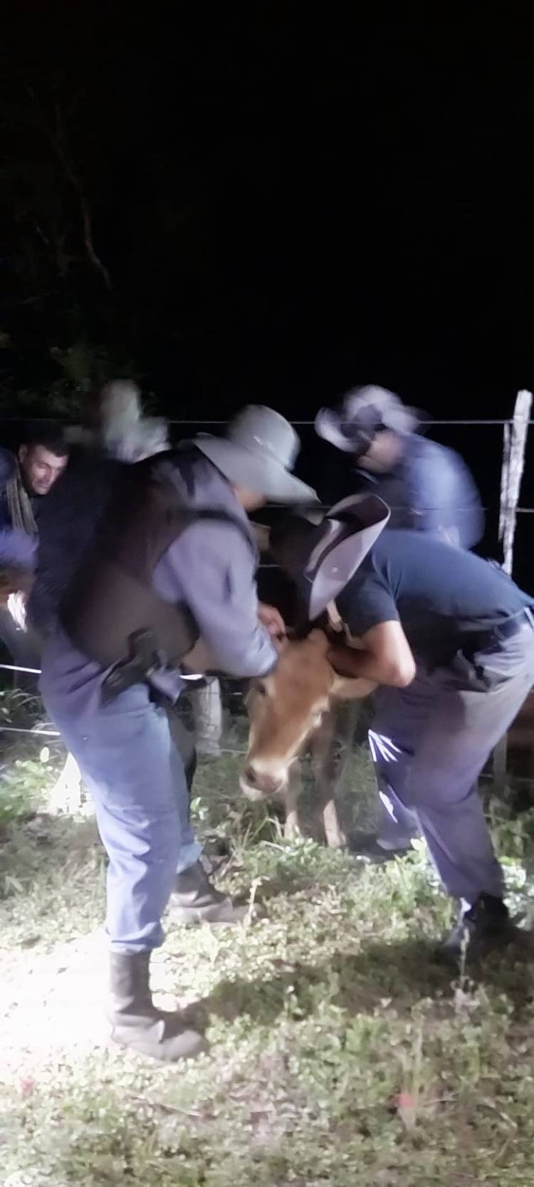 MACHAGAI: RECUPERAN UNA VAQUILLA ROBADA EN UN CAMPO RURAL