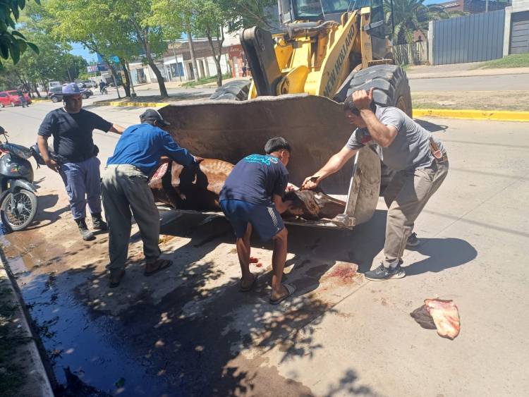 DETIENEN A UN SUJETO POR SUPUESTO MALTRATO ANIMAL