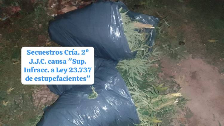 JUAN JOSE CASTELLI: SECUESTRAN PLANTAS DE MARIHUANA EN EL BARRIO SAN MARTÍN
