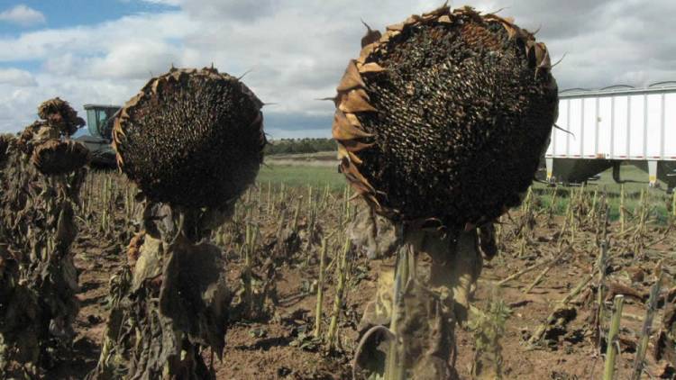 LAS PALOMAS ARRASAN CON LOS CULTIVOS DE GIRASOL EN LA PROVINCIA