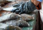 SE DERRUMBA LA VENTA DE PESCADO