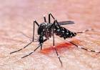 CÓMO EVITAR QUE EL MOSQUITO DEL DENGUE SE REPRODUZCA EN CASA Y TRANSMITA LA ENFERMEDAD