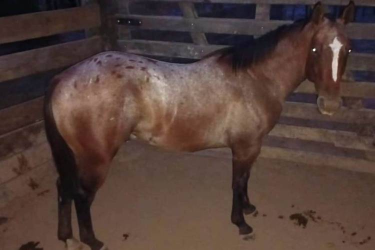 SANTA SYLVINA: LE ROBARON UN CABALLO Y LA POLICÍA LO RECUPERO