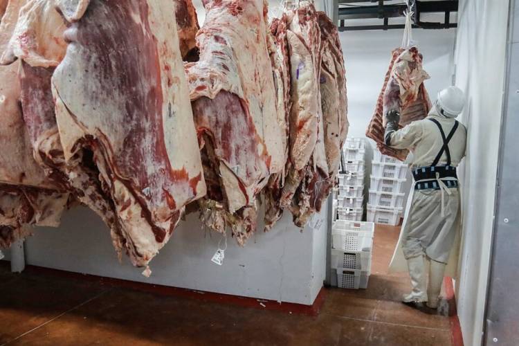 MÁS CARNE FOR EXPORT