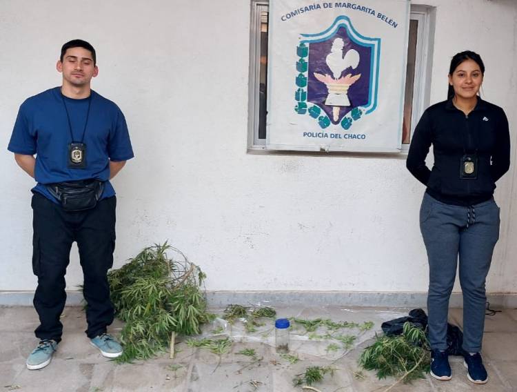 SECUESTRAN 36 PLANTINES DE MARIHUANA